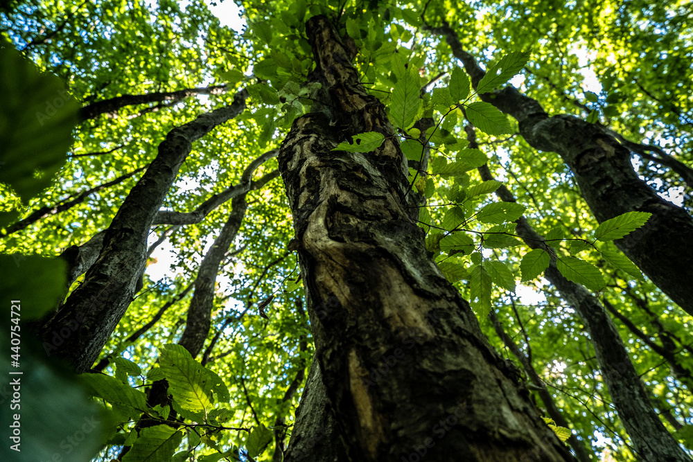Fototapeta premium tree in the woods