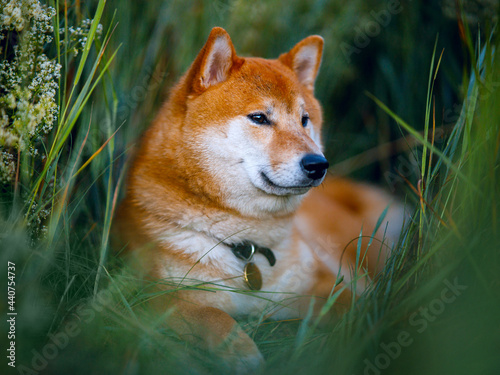 Dog in flowers