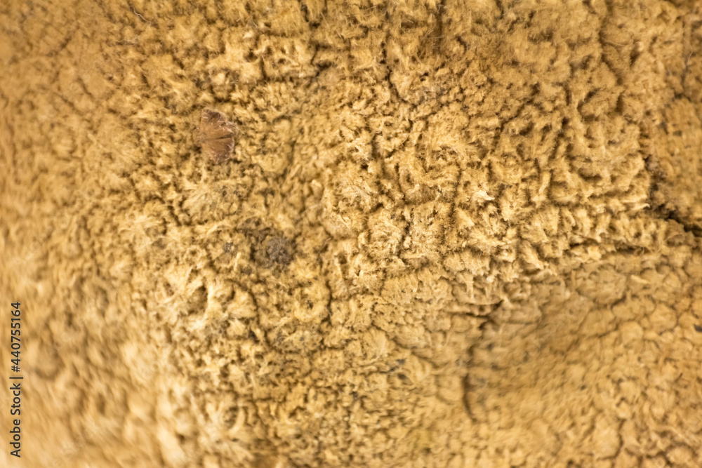 Macro photography of mushrooms. Close up Macro photography of mushrooms. Close up