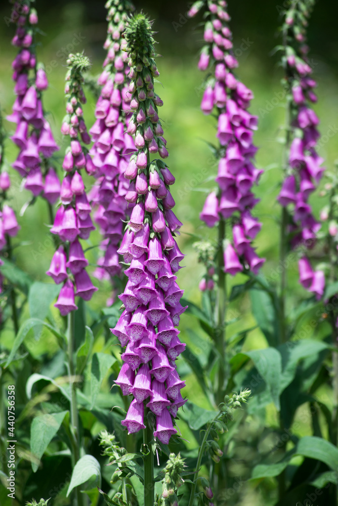 Group of purple digitalis flowers in a meadow on blurred background Group of purple digitalis flowers in a meadow on blurred background
