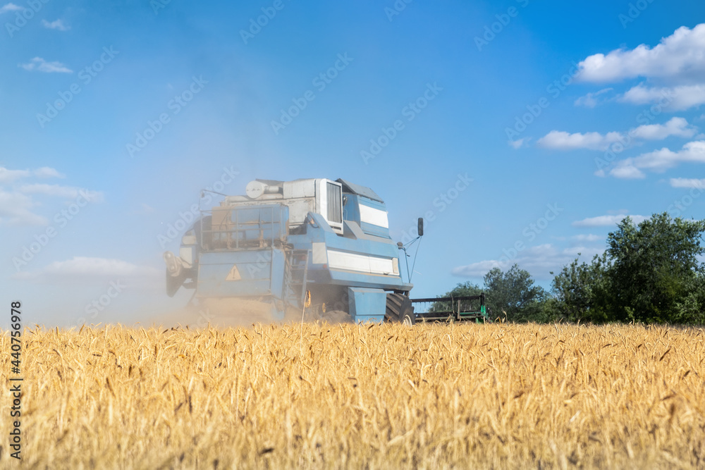 Fototapeta premium Harvested mowed golden wheat field on bright summer or autumn day against combine harvester and vibrant blue sky on background. Agricultural yellow field after industrial machinery work landscape