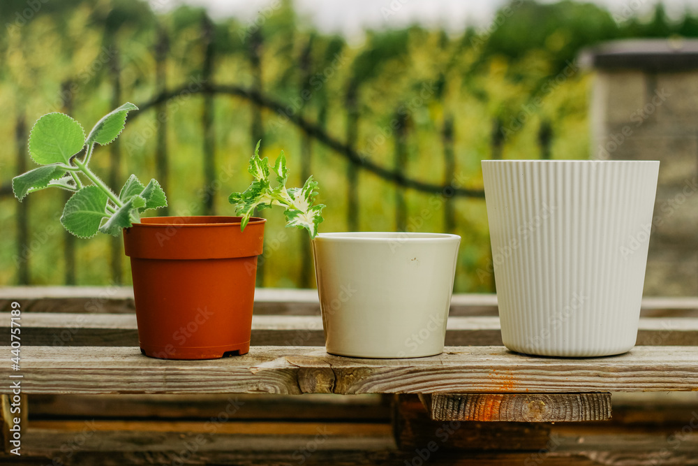 flowers in the pots