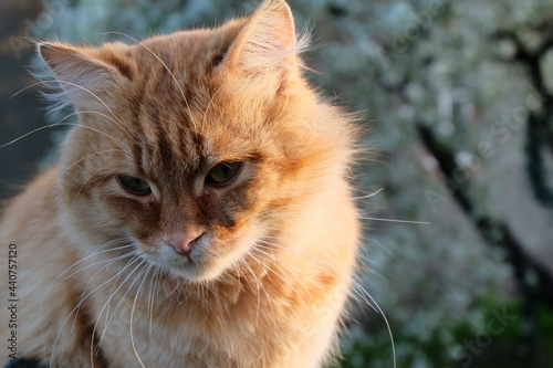 close up portrait of a red cat