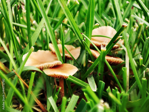 Wild mushroom growing in lawn. Lawn in bad condition and need maintaining. photo