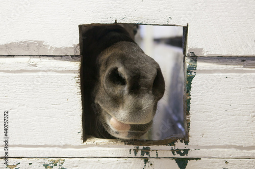 Horse's mouth in stall