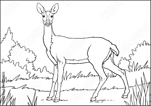 Female doe deer, hand drawn illustration