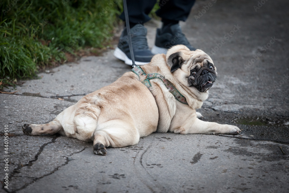 Picture of a small pug dog, exhausted, laying down, having a rest on the ground while being on a leash. The pug is a breed of small dogs with shorthair...