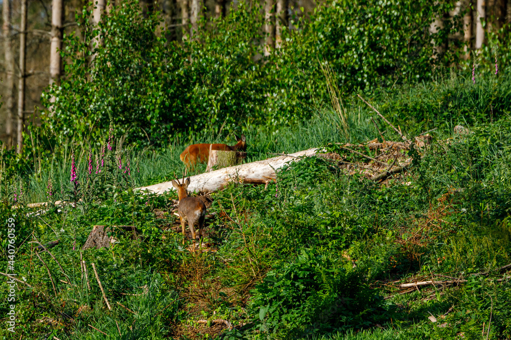 A roe deer in the forest
