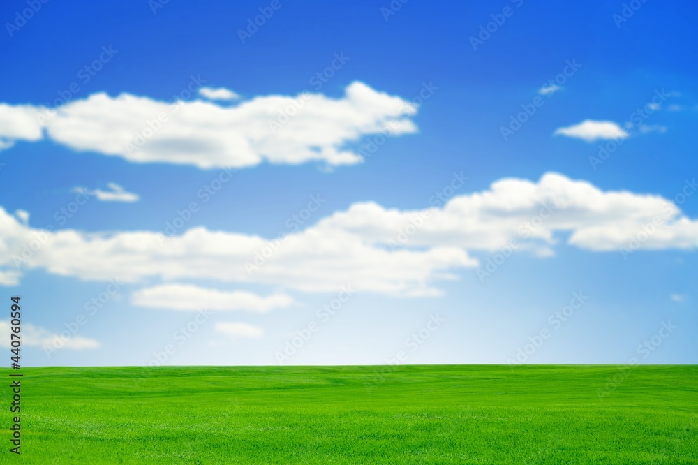 Fototapeta premium Field.