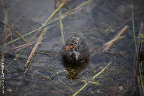 Waterhen at Sauvabelin Lake in the canton of Vaud in Switzerland photo