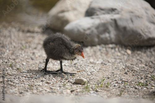 Cute baby waterhen at the shore of the Sauvabelin Lake in the canton of Vaud in Switzerland photo