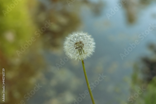 White dandelion on the background of a lake in the forest