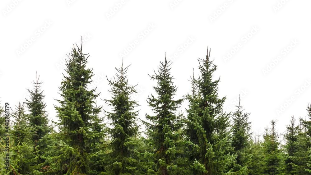 Horizontal pan of evergreen forest trees isolated on a white background