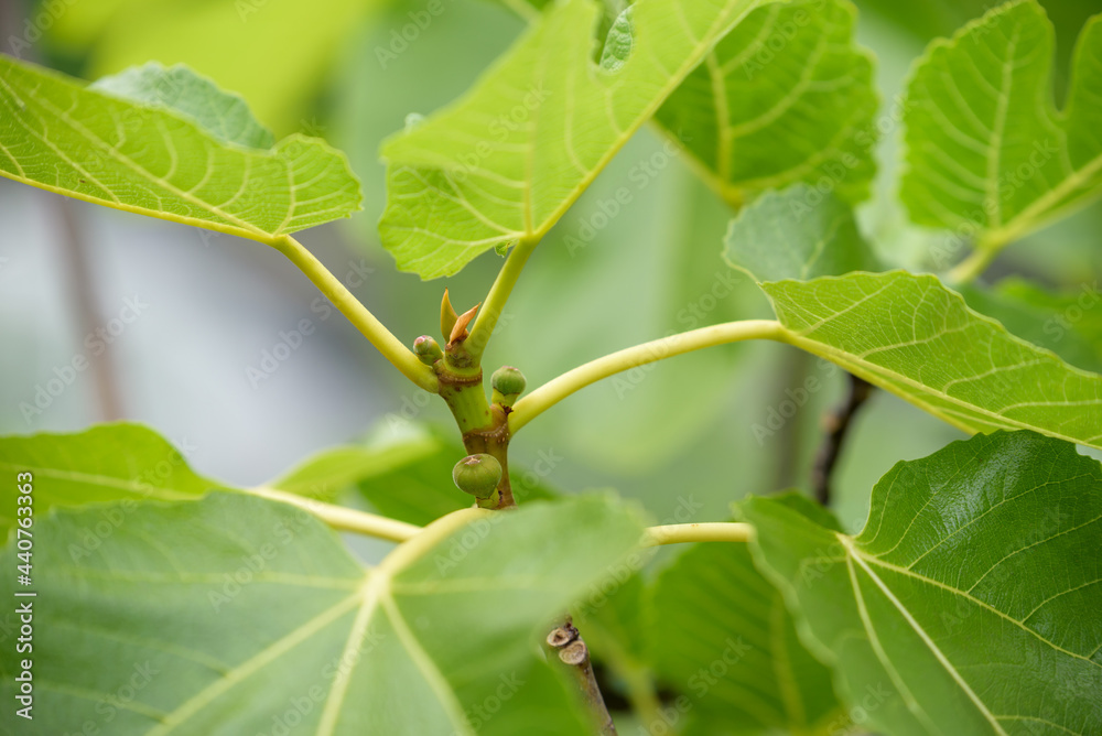 Young fruits of fig, on the branch Young fruits of fig, on the branch