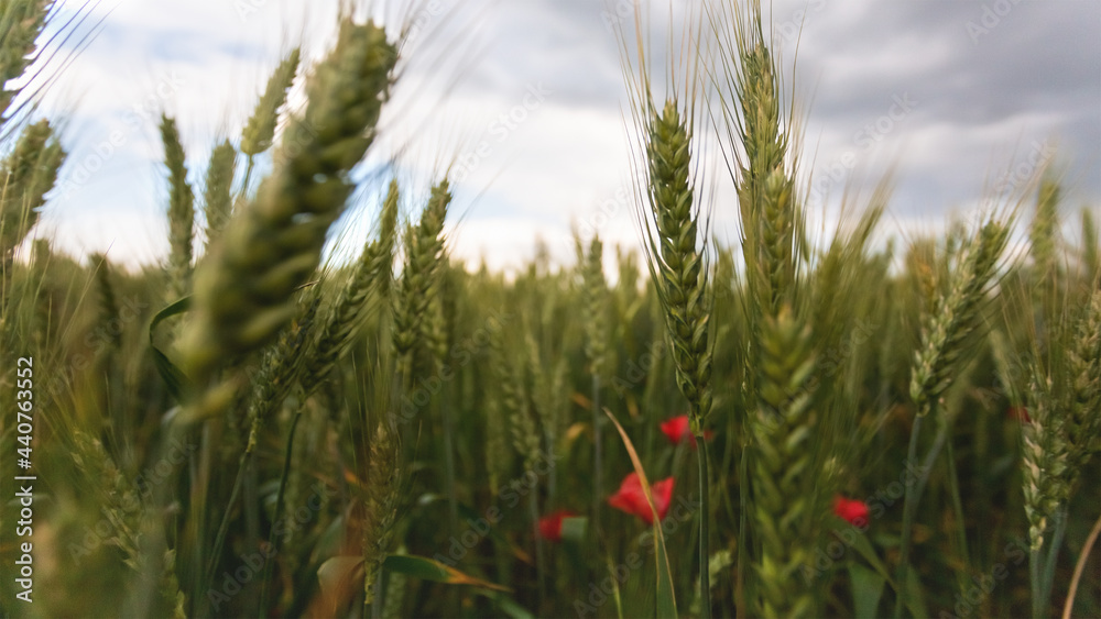 Abstract background of ears of young green wheat and weeds of poppy flowers Abstract background of ears of young green wheat and weeds of poppy flowers