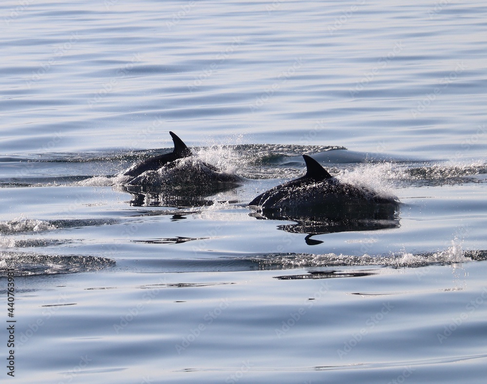 Fototapeta premium dolphin in the water