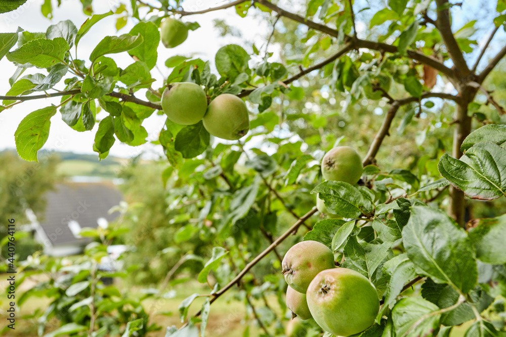 organic fresh apples hanging in apple tree