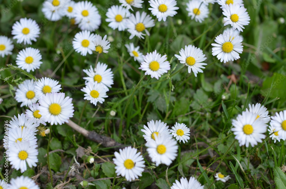 Stokrotka , pole stokrotek , Stokrotki , pole stokrotek ,kwiat, charakter, daisies, lato, biała, pola, hayfield, kwiat, zieleń, jary, gras, roślin, rumianek, zółty, daisies, kwiat, jardin, rumianek