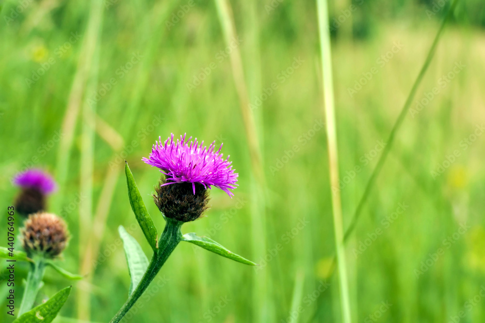 Obraz premium Soft focus close up of a Common Knapweed (Centaurea nigra) also known as Black Knapweed or Hardheads, growing in a hayfield.