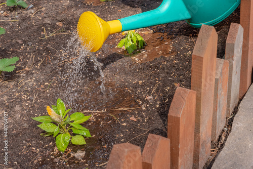 Gardening - watering planted flowers from a watering can