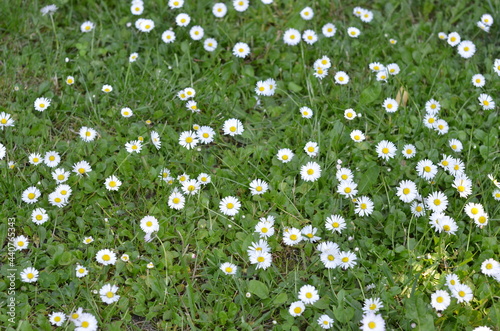 Stokrotka , pole stokrotek , Stokrotki , pole stokrotek ,kwiat, charakter, daisies, lato, biała, pola, hayfield, kwiat, zieleń, jary, gras, roślin, rumianek, zółty, daisies, kwiat, jardin, rumianek