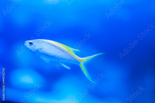Small Fish Swimming Past
