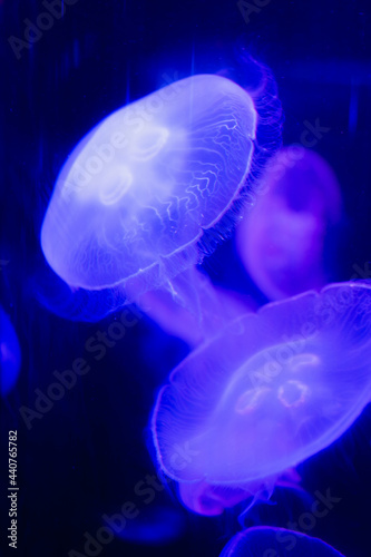 Pink Jelly Fish in Swimming Together © Brendan Louw
