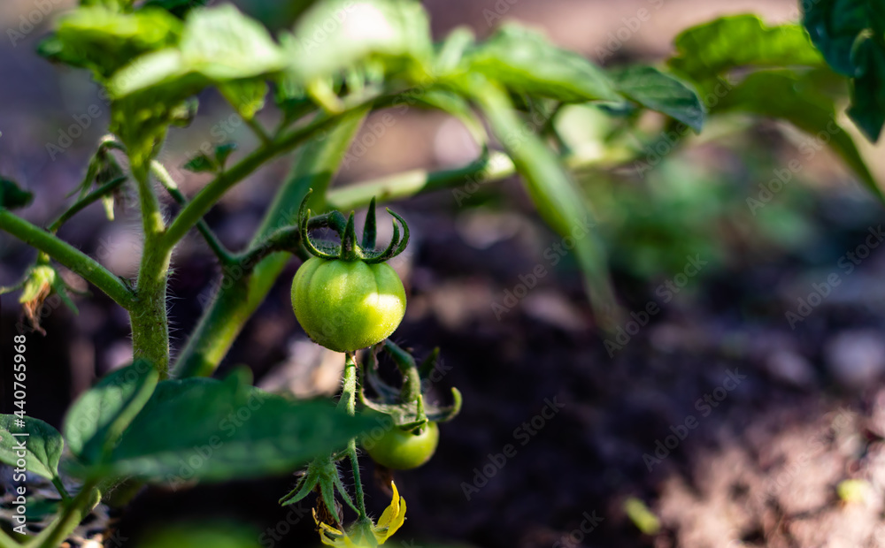 Green tomato on green stem grown in the garden; the concept of home gardening and organic food cultivation Green tomato on green stem grown in the garden; the concept of home gardening and organic food cultivation