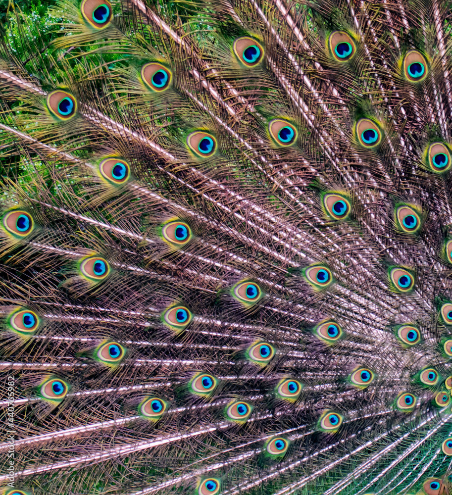 Fototapeta premium Wildlife. Birds.The texture of a multicolored peacock tail.