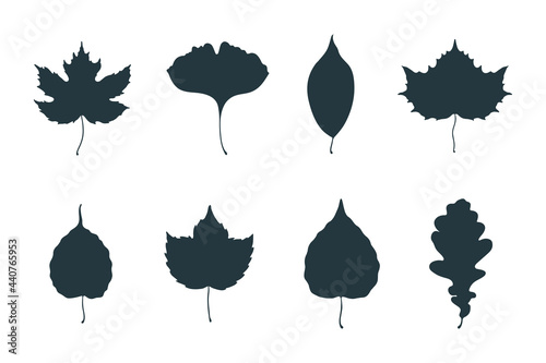 Big collection of maple, oak, elm, aspen, hop and ginkgo biloba leaves. Vector isolated fallen leaf silhouettes.