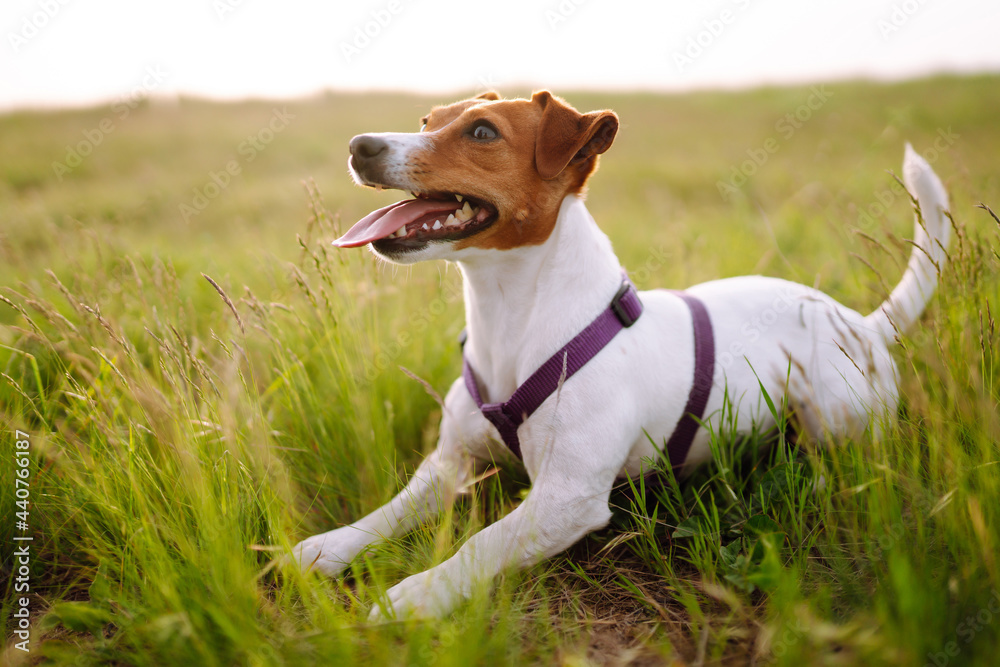 Jack russell terrier playing in fresh green grass on sunny day. Domestic dog concept.