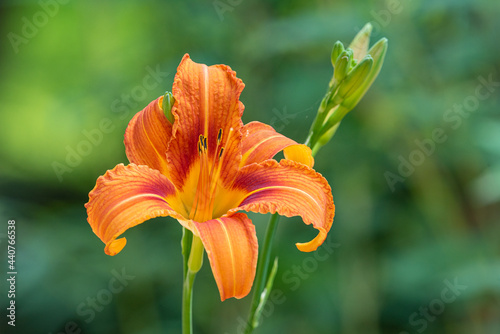 Beautiful orange daylily flower with buds in garden photo