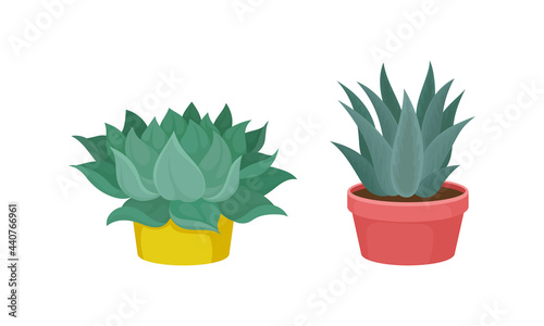 Succulent Plant with Thickened Fleshy Leaves Rested in Flowerpot Vector Set.