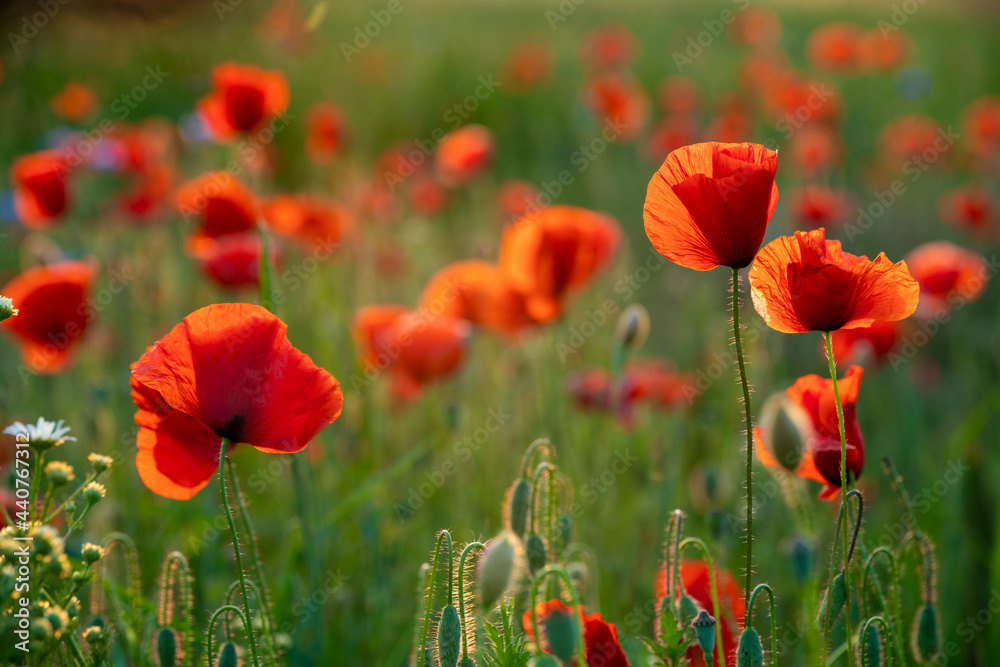 Obraz premium Blooming red poppies in the light of the setting sun