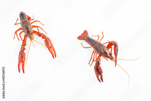 Fresh crayfish on white background