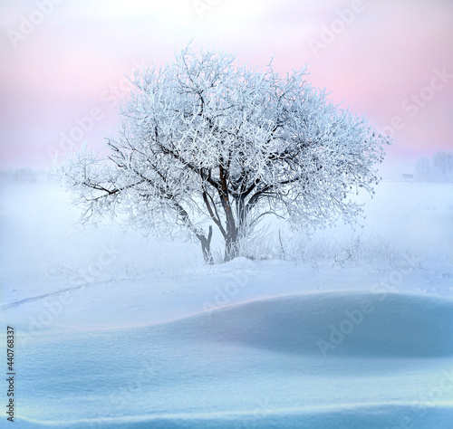 Winter beautiful landscape with morning fog and frozen lone tree on countryside field