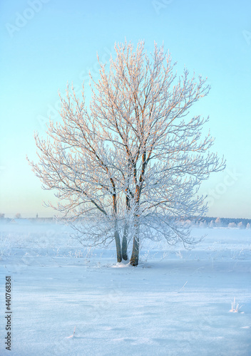 Winter beautiful landscape with frozen lone tree on rural field at sunny morning