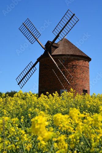 Windmill in rapeseed field