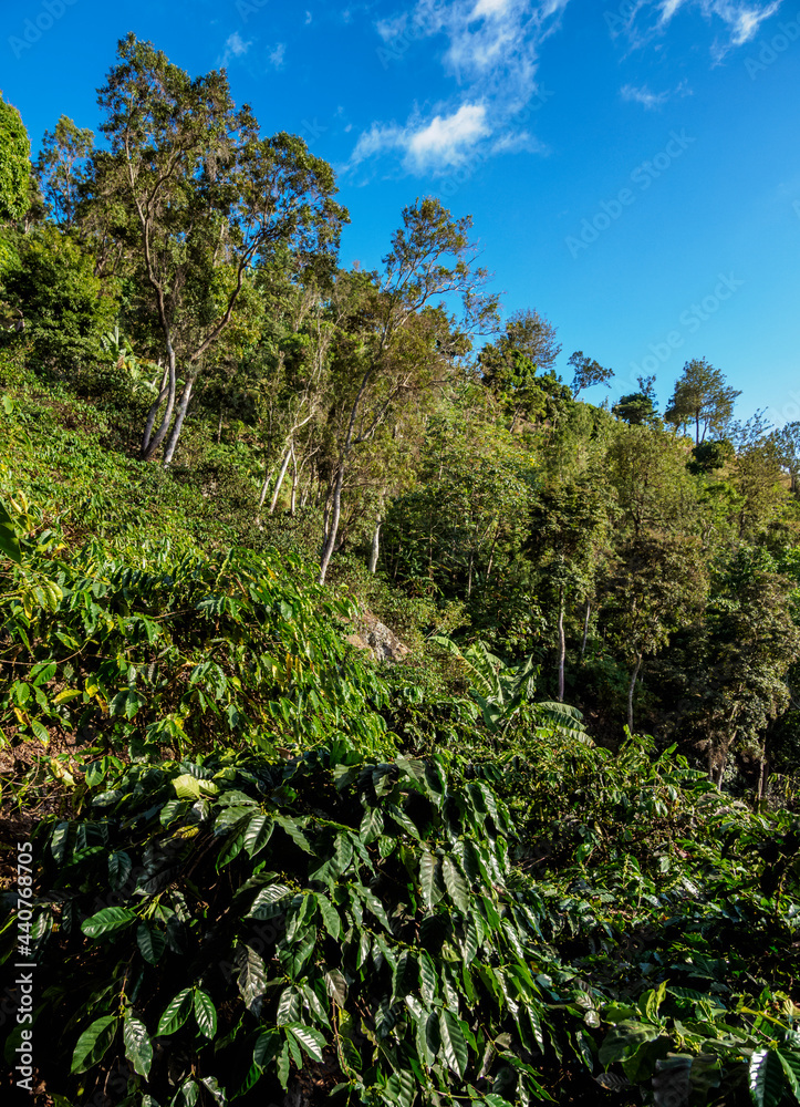 Coffee Plantation, Blue Mountains, Saint Andrew Parish, Jamaica