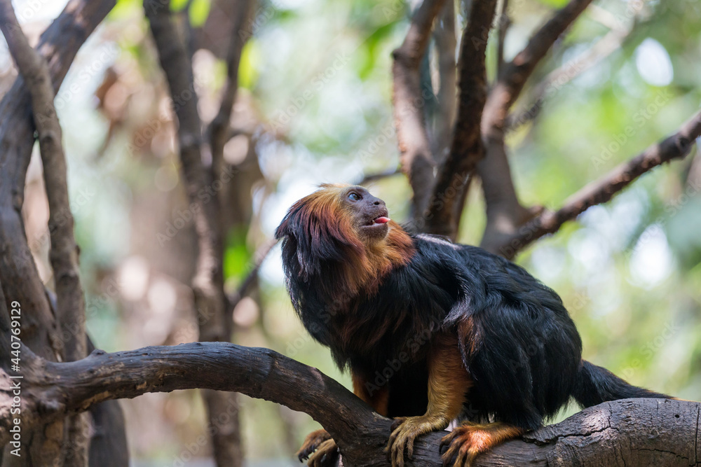 Cute golden-headed lion marmoset in a tree Cute golden-headed lion marmoset in a tree