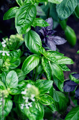 Fresh purple and green basil leaves close up. Food background. Vertical crop.