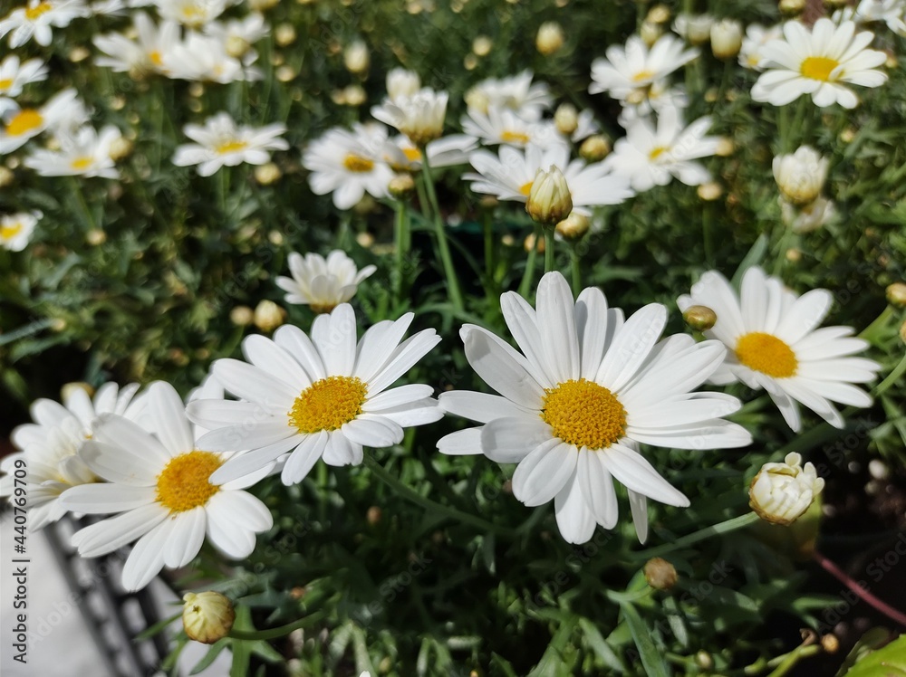 Fototapeta premium Argyranthemum frutescens