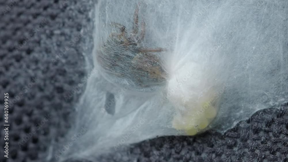 Spider web. Inside spider webs is like home which have spider eggs and