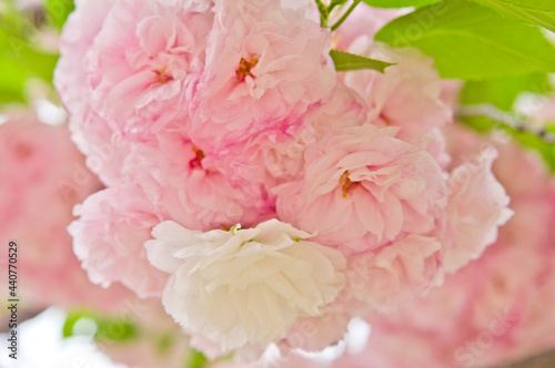 This cherry blossom is called  Satozakura   in Japan. Scientific name is Prunus lannesiana Wilson cv. Superba.