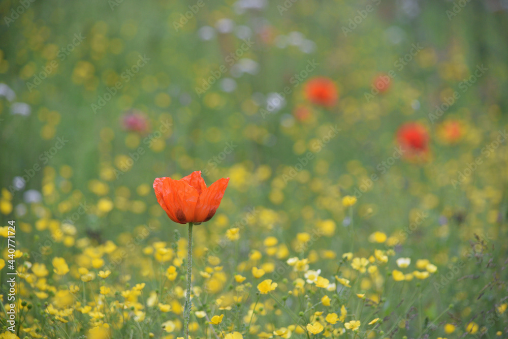 Obraz premium Poppies in a wild meadow meadow in St Austell Cornwall