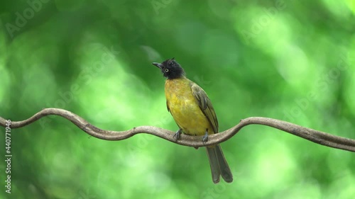 Black-capped bulbul (Rubigula melanicterus), or black-headed yellow bulbul  photo