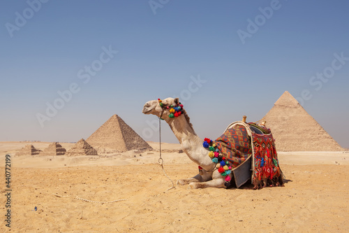 Beautiful camel on a background of pyramids