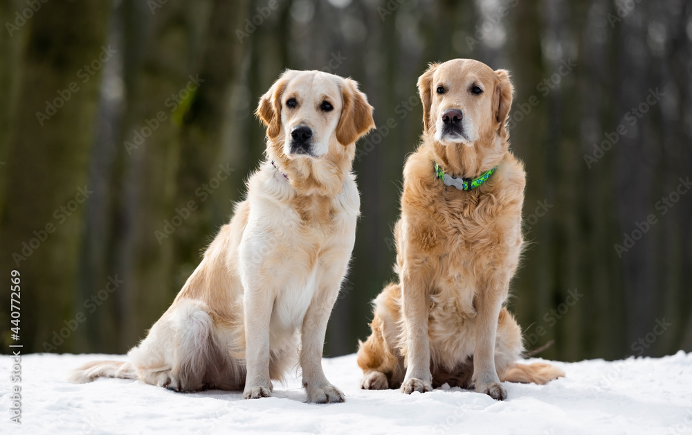Two golden retriever dogs white and brown sitting on the snow and looking away