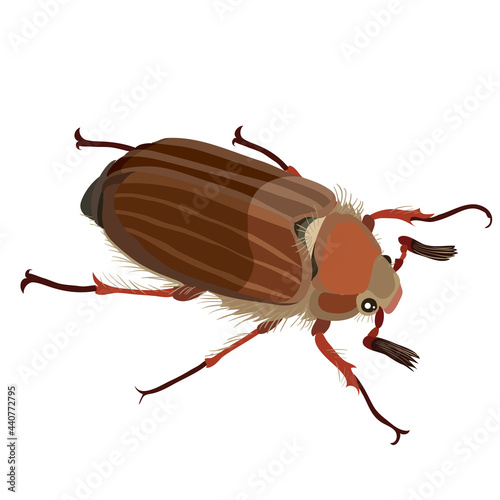 may beetle in brown color, nature, isolated object on white background, vector illustration, photo
