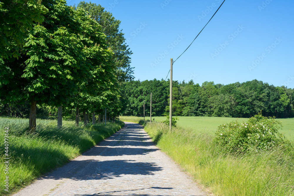 beautiful idyllic and romantic road between green fields in summer in Mecklenburg-Western Pomerania